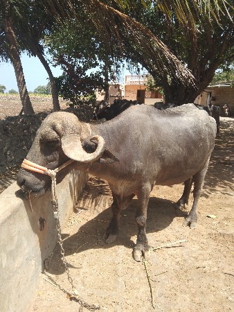ભેસ  વેચવાની છે