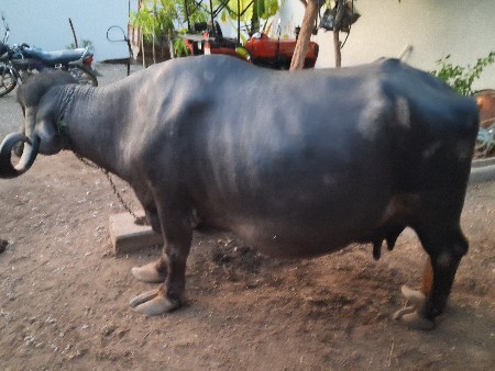 ભેંસ વેચવાની છે.