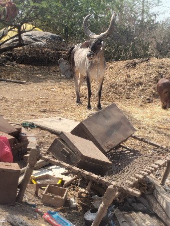 એક ગોઢલો  એક બળદ વેચવાના છે