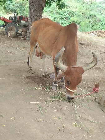 ગાય