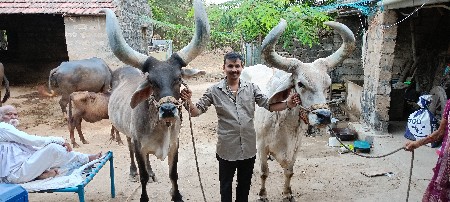 બળદ વેચવાના છે