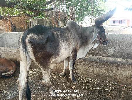 વેચવાના છે