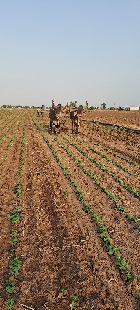 બળદ વેચ વા ના છે