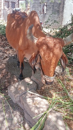 વાસડો વેચવાનો છે 
ગાડે પણ ચાલેલ છે