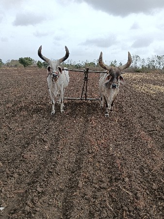 આ બળદ વેચવાના છે