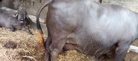 વેચવા ની છે 10 15 દિવસ વ્યાજ્મ