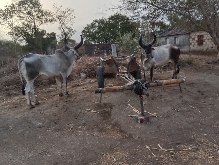 સોજા છે