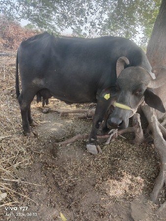 ભેંસ વેચવાની છે