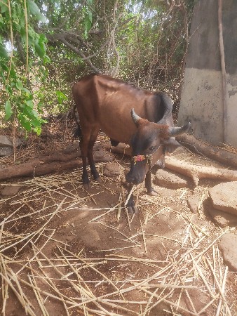 2 હોડકીવેશવાનીછે
