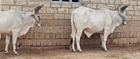 ગોઢલા વેચવાના છે