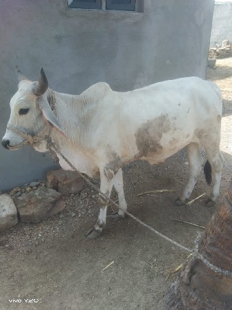 1 ભેંશ , 1 odki,  1 ગોધલો