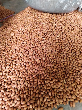 ગિરનાર ચાર મગફળી બિયારણ વેચવાનું છ