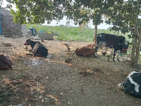જમીન. વેસવાનીસે.    વીગા. 30
.