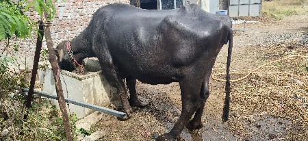 ભેંસ વેચવાની છે