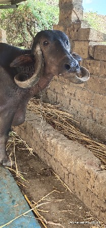 પેલું વેતર