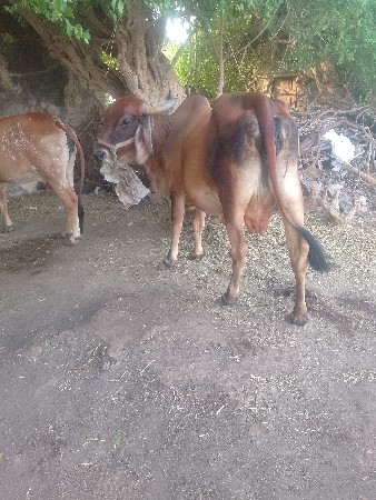 ગાયવેશવાનીછે