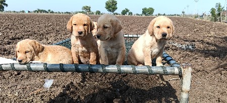 Labrador puppy