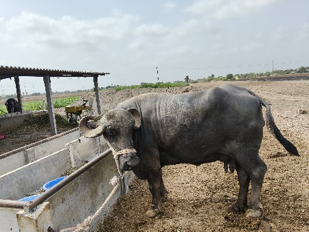 ભેંશ વેચવાની છે