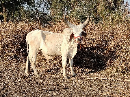પેલી ધર ના