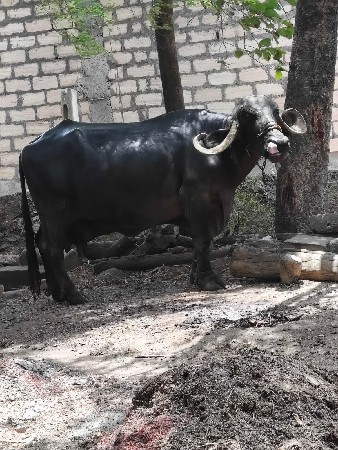 ભેંસ વેચવાની છે