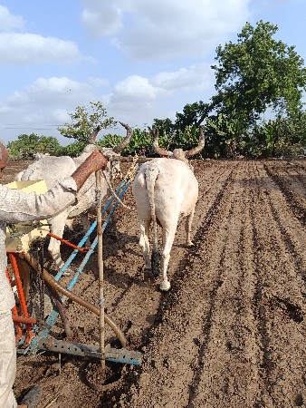 બળદ વેસવા ના શે