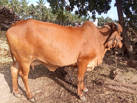 ગાય વેચવાની છે
