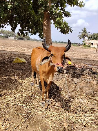 ghotala na hata karvana se