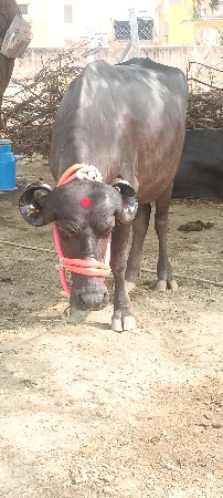 ખડાઈ વેચવાની છે