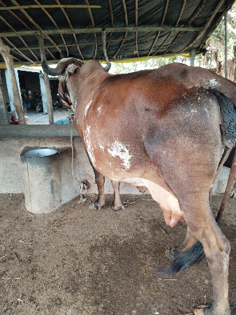 ગાય વેચવાની છે