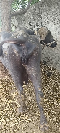 વેચવાની છે