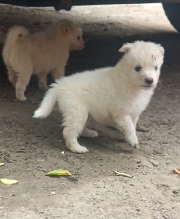 પામોલીન પપ્પી જીરો સાઈઝ