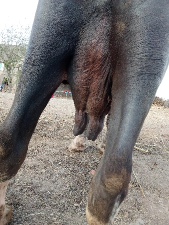 ભેંસ વેચવાની છે
