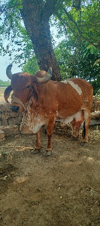 ગાય વેસવાની સે