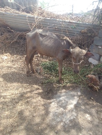 ભુરોપાટોવેશવાનોછે
