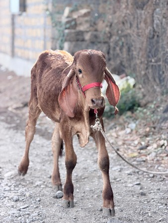 વાછડો વેચવાનો છે