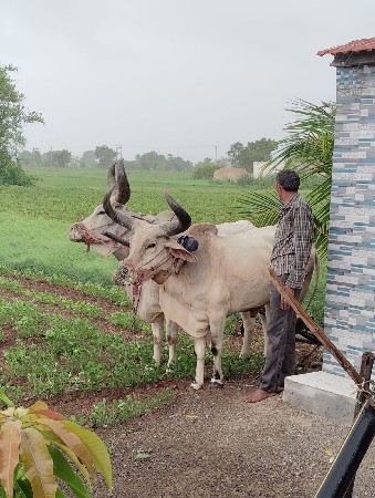 બળદ વેચવાના છે