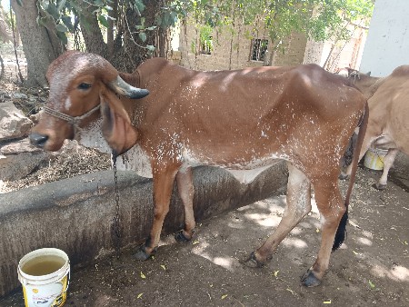 ગીર વાચડી વેચવાની છે