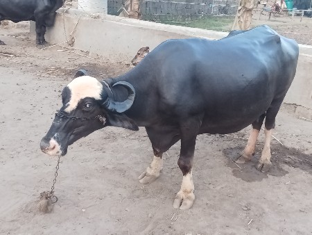 ભેંસ વેચવાની છે