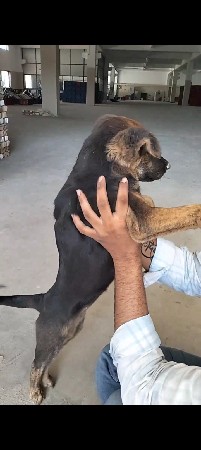 femal dog