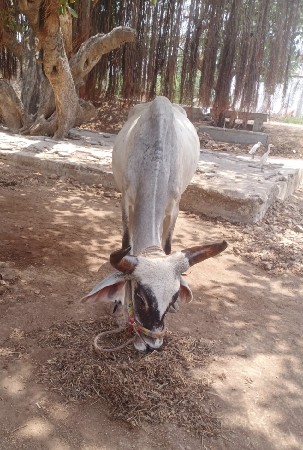 ઘોધલો વેચવા નો છે