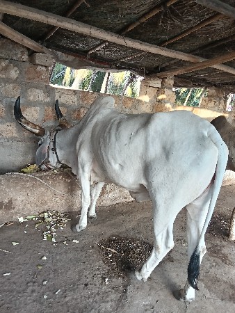 આદમ.   ભાઈ.   ભાટા