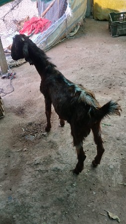 બોકડો વેચવાનો છે