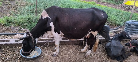 ગાય વેચવાની છે