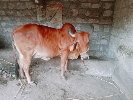 વેચવાની છે