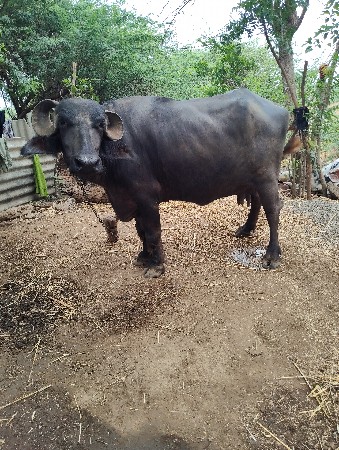 ભેસ