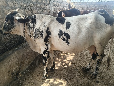 ક્રોસ ગાય
