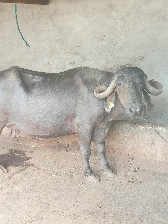 ભેસ વેચવાની છે ગાભણીછે