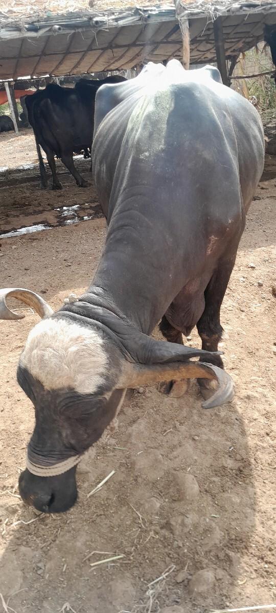 ભેસ વેચવા ની છે