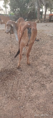 ગીર ગાય  વેચવાની  છે