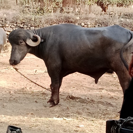 પાડો વેચવાનો છે